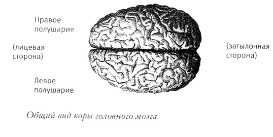 Мой инсульт был мне наукой. История собственной болезни, рассказанная нейробиологом