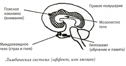 Мой инсульт был мне наукой. История собственной болезни, рассказанная нейробиологом