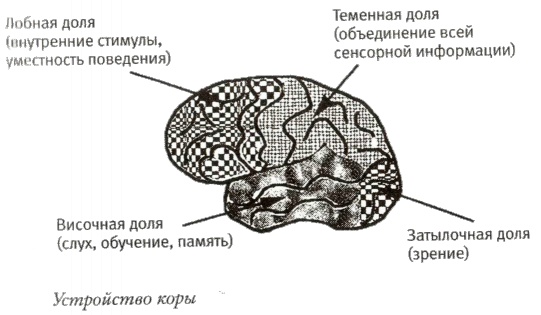 Мой инсульт был мне наукой. История собственной болезни, рассказанная нейробиологом