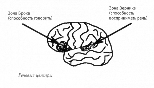 Мой инсульт был мне наукой. История собственной болезни, рассказанная нейробиологом