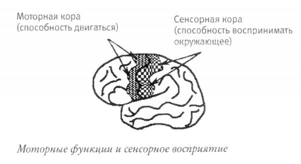 Мой инсульт был мне наукой. История собственной болезни, рассказанная нейробиологом