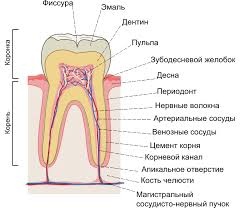 Забыть стоматологов. Диеты. Симперцептинг