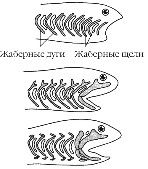 Странности нашей эволюции