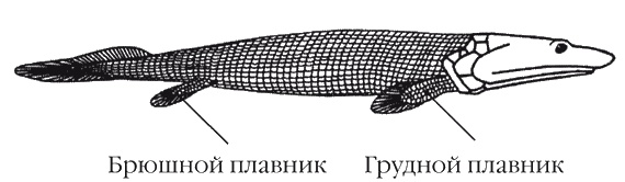 Странности нашей эволюции