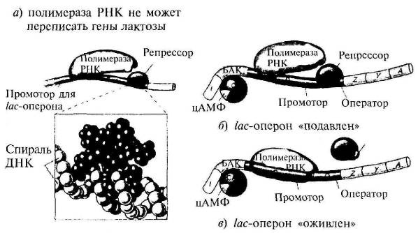 Пять нерешенных проблем науки