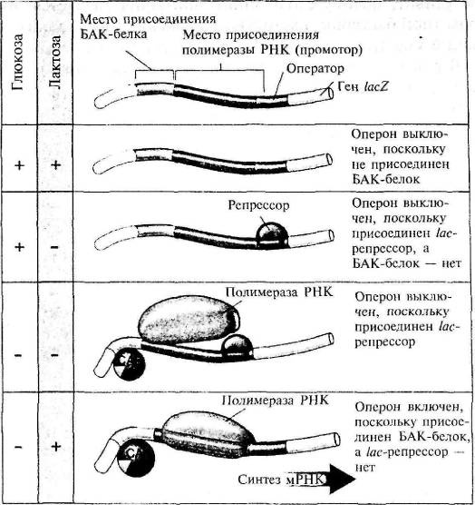 Пять нерешенных проблем науки