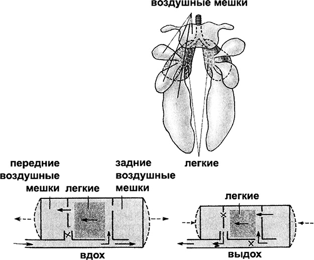 Чердак. Только физика, только хардкор