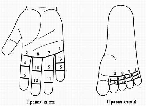 Сам себе Су Джок доктор