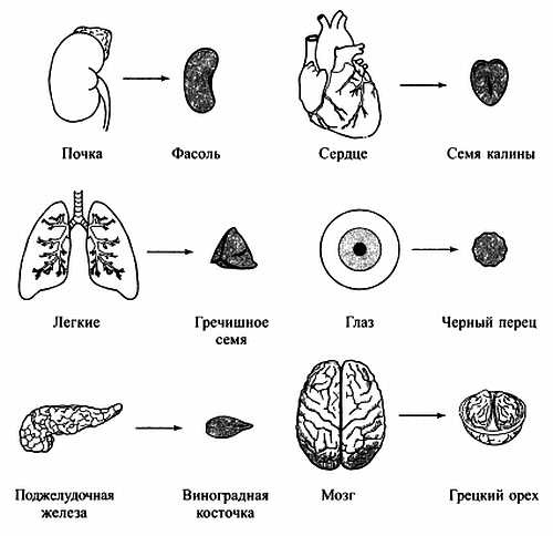 Сам себе Су Джок доктор