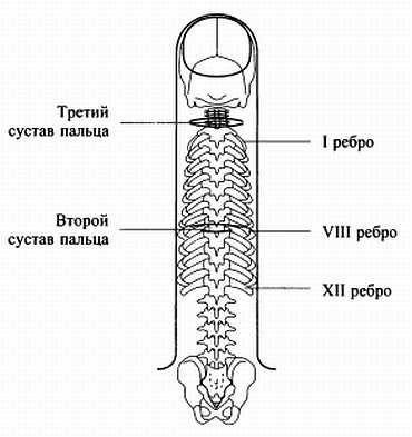 Сам себе Су Джок доктор