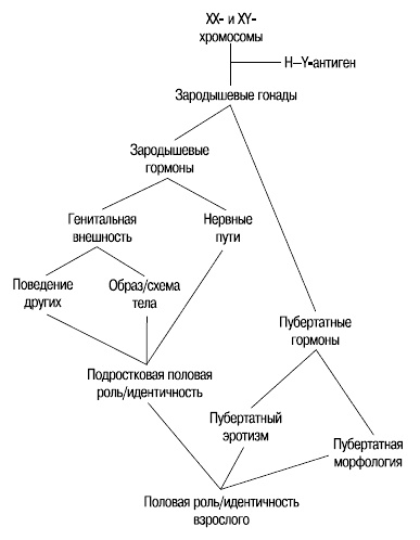 Пол и гендер