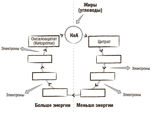 Биохакинг мозга. Проверенный план максимальной прокачки вашего мозга за две недели