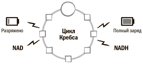 Биохакинг мозга. Проверенный план максимальной прокачки вашего мозга за две недели