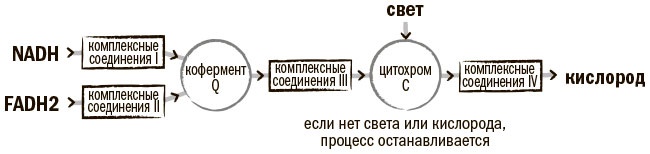 Биохакинг мозга. Проверенный план максимальной прокачки вашего мозга за две недели