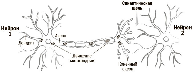 Биохакинг мозга. Проверенный план максимальной прокачки вашего мозга за две недели