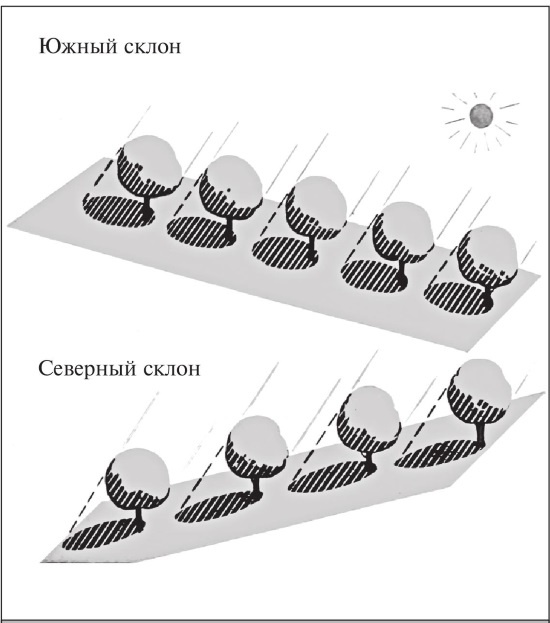 Формирование и обрезка садовых деревьев