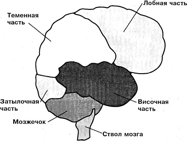 Самоучитель по развитию памяти (техника скоростного запоминания)