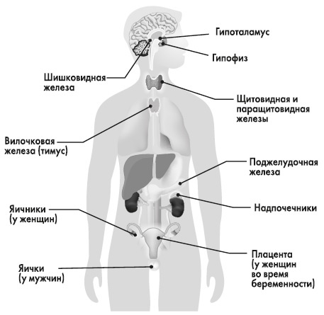 Вся правда о гормонах и не только