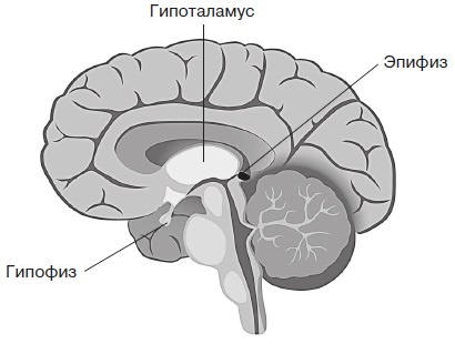 Вся правда о гормонах и не только