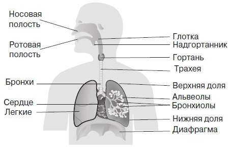 Вся правда о гормонах и не только