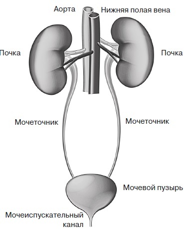 Вся правда о гормонах и не только