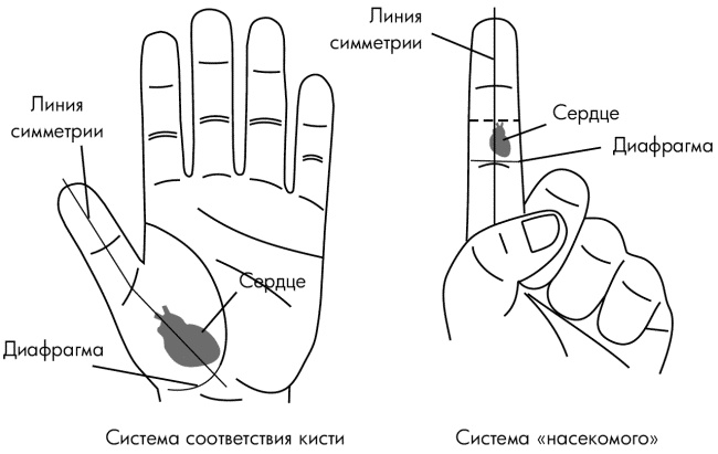 Су-Джок лечит. Мигрень, кашель, боль в спине, тяжесть в желудке