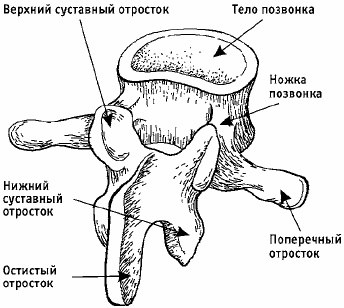 Заболевания позвоночника. Карманный справочник