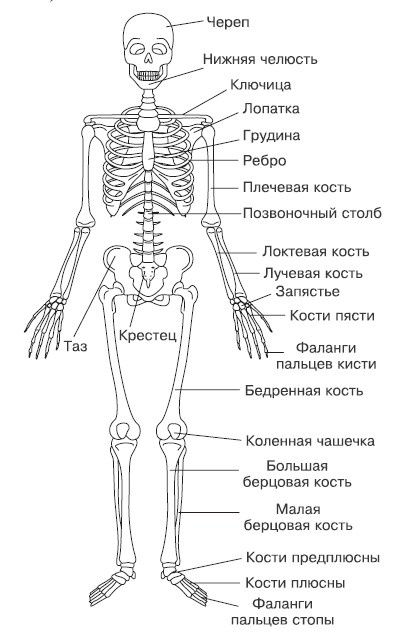 Лечение и чистка суставов. Классические и нетрадиционные методы