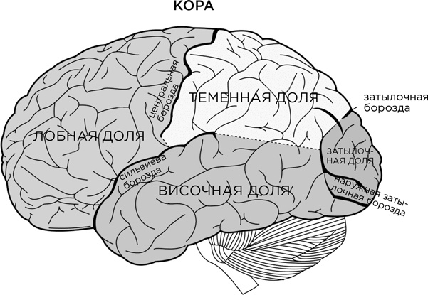 Биология добра и зла. Как наука объясняет наши поступки