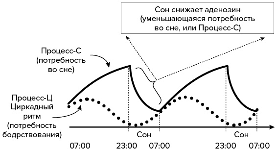 Зачем мы спим. Новая наука о сне и сновидениях