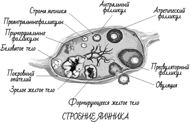 Project Woman. Тонкости настройки женского организма. Узнай, как работает твое тело