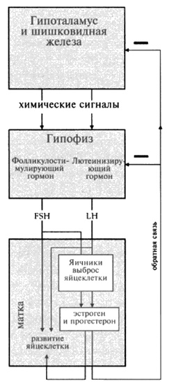 Пророчества Тутанхамона