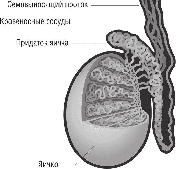 ОН. Интимный разговор про тот самый орган