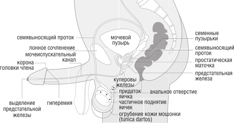 ОН. Интимный разговор про тот самый орган