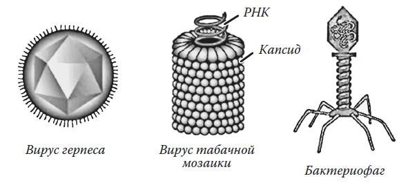 Мифы о микробах и вирусах. Как живет наш внутренний мир