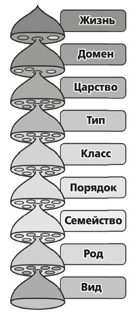 Мифы о микробах и вирусах. Как живет наш внутренний мир