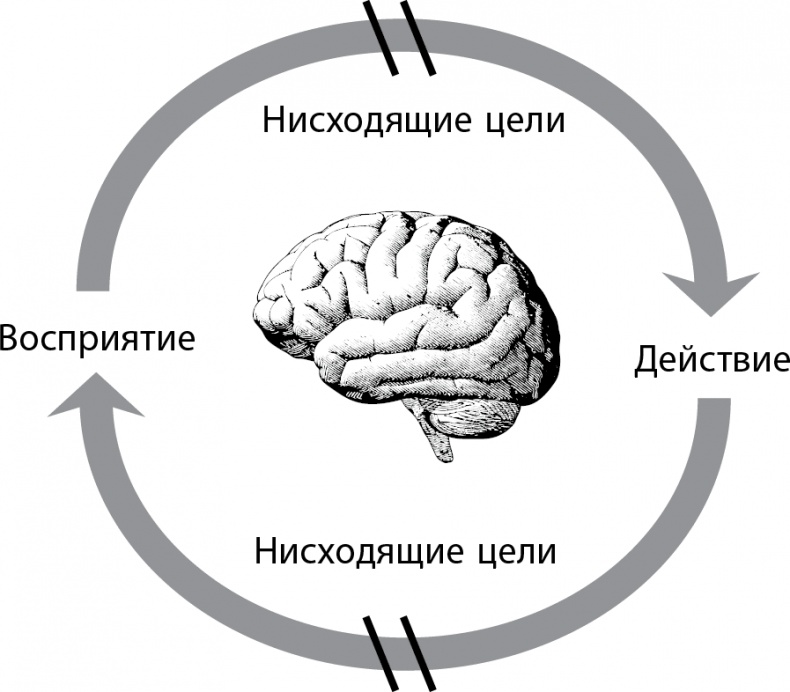 Рассеянный ум. Как нашему древнему мозгу выжить в мире новейших цифровых технологий