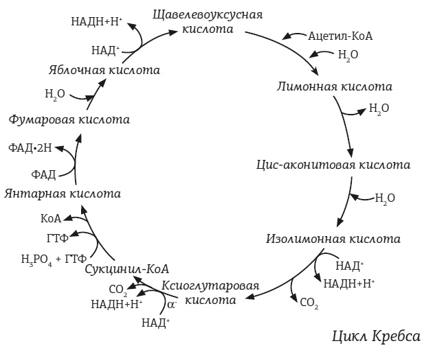 #КетоДиета. Есть жир можно!