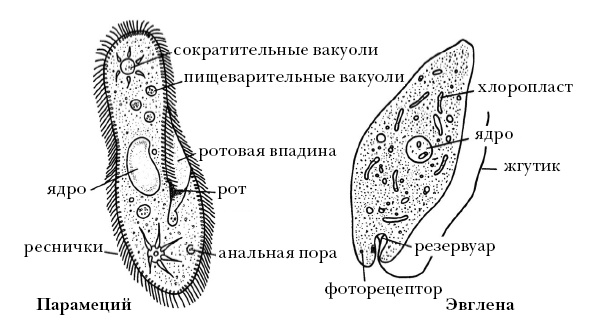 О чем думают растения