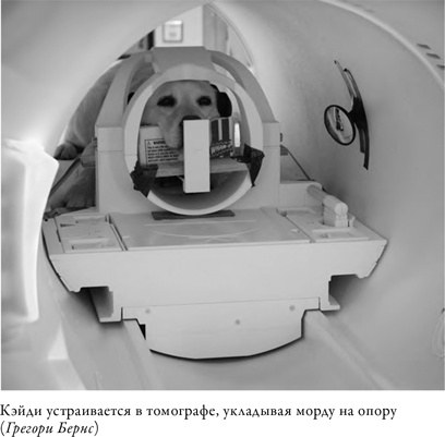 Что значит быть собакой. И другие открытия в области нейробиологии животных