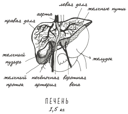 Может ли жираф облизать свои уши?