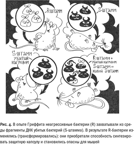 Кривое зеркало жизни. Главные мифы о раке, и что современная наука думает о них