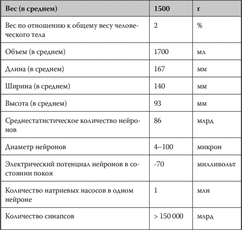 Мозг. Инструкция пользователя