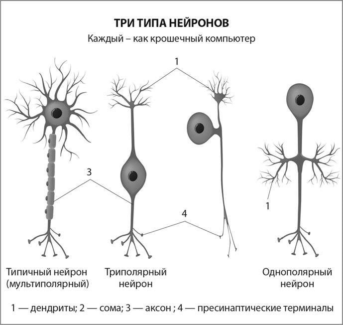 Мозг. Инструкция пользователя