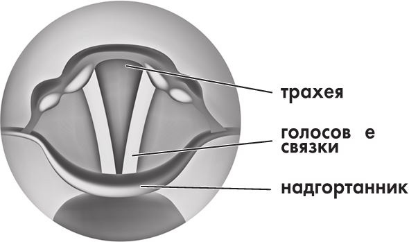 Предрассудки о здоровье. Жить надо с умом и правильно