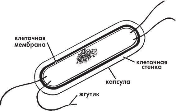 Предрассудки о здоровье. Жить надо с умом и правильно