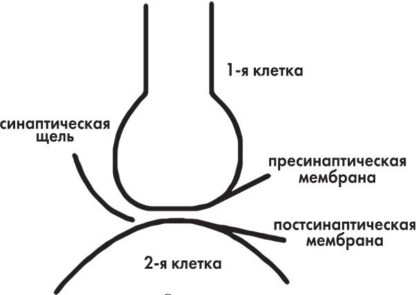 Предрассудки о здоровье. Жить надо с умом и правильно