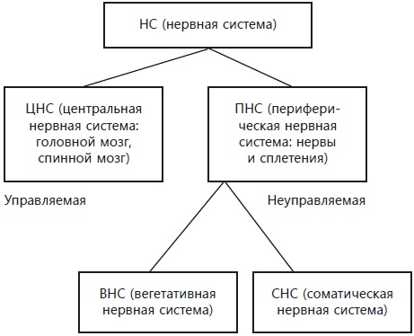 Навязчивые мысли, страхи и ВСД. Как вернуть полноценную жизнь